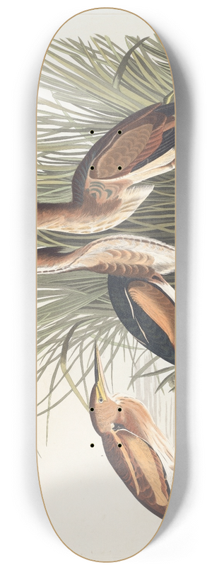 John James Audubon - Least bittern 8.25 inch art skate deck