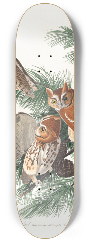 John James Audubon - Little screech owl 8.25 inch art skate deck