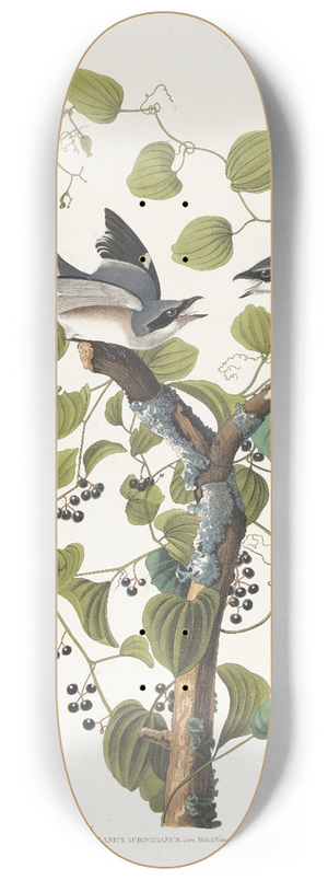 John James Audubon - Loggerhead shrike 8.25 inch art skate deck