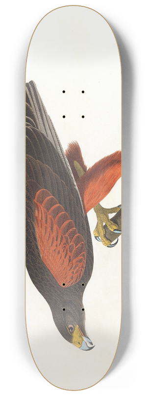 John James Audubon - Louisiana hawk 8.25 inch art skate deck