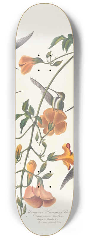 John James Audubon - Mangrove humming bird 8.25 inch art skate deck