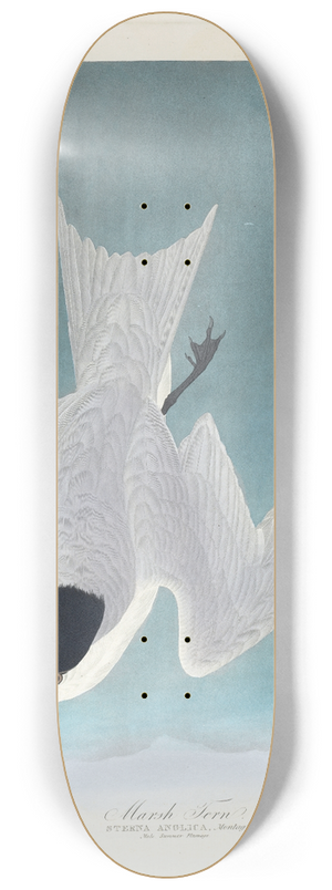 John James Audubon - Marsh tern 8.25 inch art skate deck