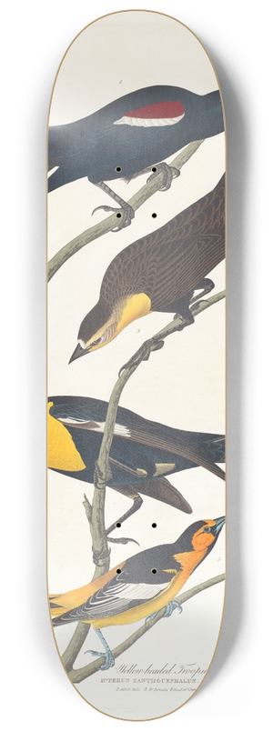 John James Audubon - Nuttalls starling. Yellow-headed troopial. Bullocks oriole 8.25 inch art skate deck