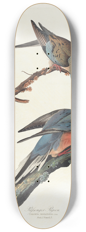 John James Audubon - Passenger pigeon 8.25 inch art skate deck