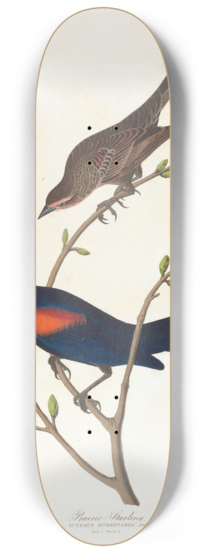 John James Audubon - Prairie starling 8.25 inch art skate deck