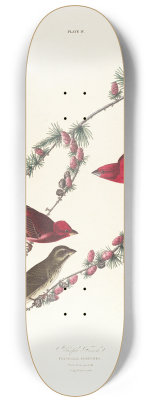 John James Audubon - Purple finch 8.25 inch art skate deck