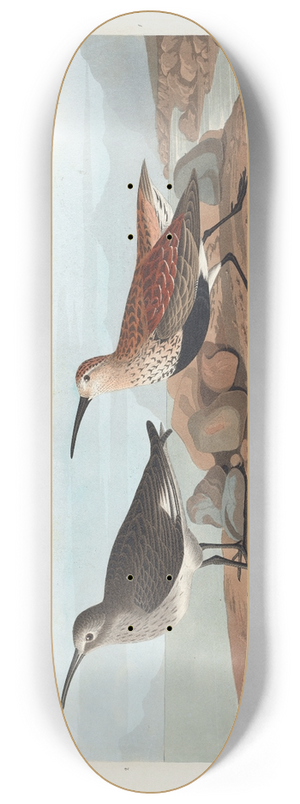 John James Audubon - Red-backed sandpiper 8.25 inch art skate deck