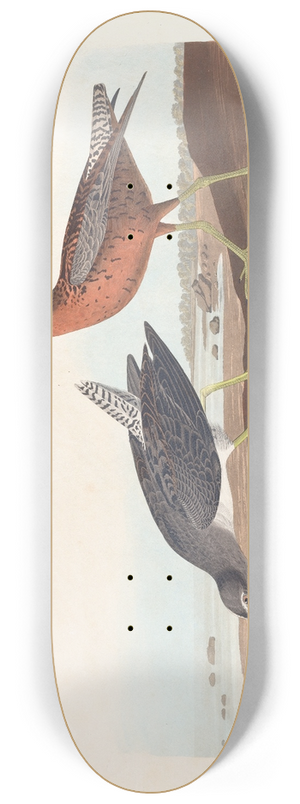 John James Audubon - Red-breasted snipe 8.25 inch art skate deck