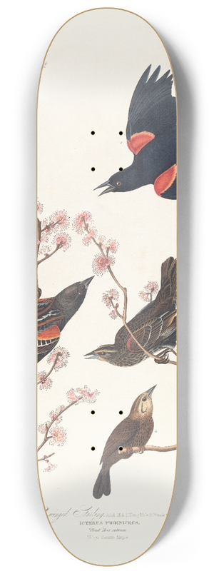 John James Audubon - Red-winged starling 8.25 inch art skate deck
