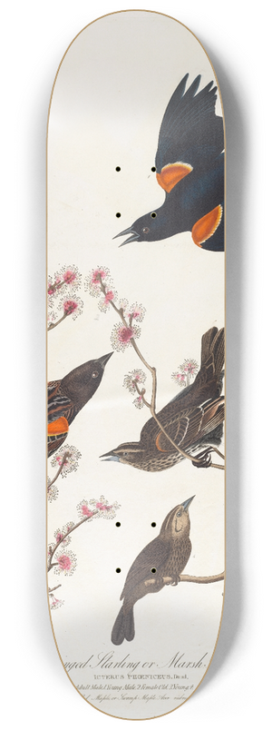 John James Audubon - Red winged starling or marsh blackbird 8.25 inch art skate deck