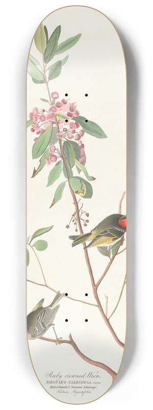 John James Audubon - Ruby crowned wren 8.25 inch art skate deck