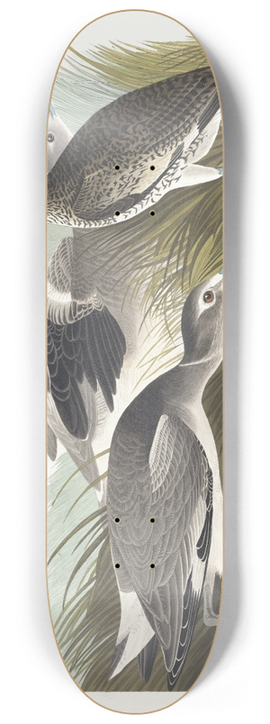 John James Audubon - Semipalmated snipe or willet 8.25 inch art skate deck