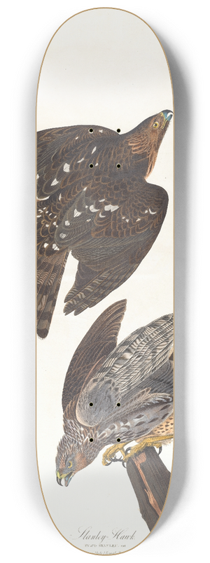 John James Audubon - Stanley hawk 8.25 inch art skate deck