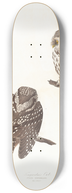 John James Audubon - Tengmalms owl 8.25 inch art skate deck