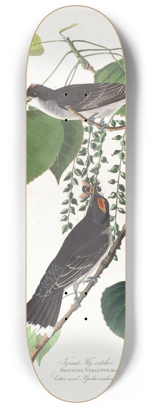 John James Audubon - Tyrant fly-catcher 8.25 inch art skate deck