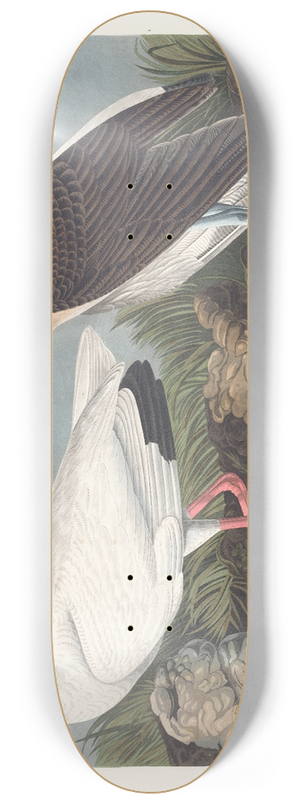 John James Audubon - White ibis 8.25 inch art skate deck