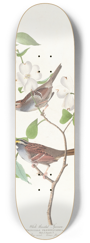 John James Audubon - White throated sparrow 8.25 inch art skate deck
