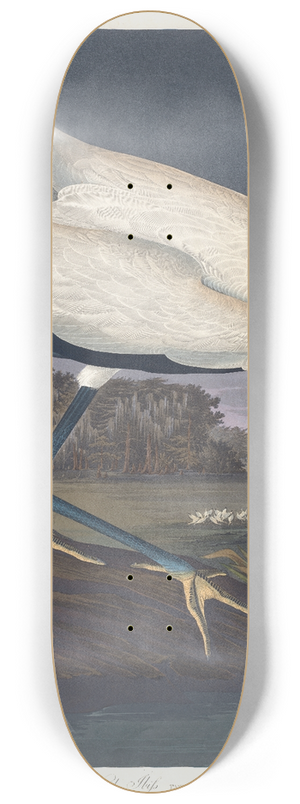 John James Audubon - Wood ibis 8.25 inch art skate deck