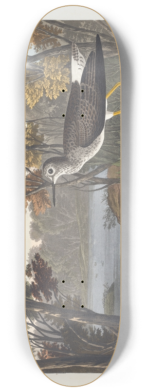 John James Audubon - Yellow shank 8.25 inch art skate deck