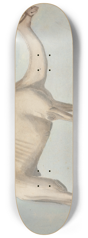 Willey Reveley - A Camel 8.25 inch art skate deck