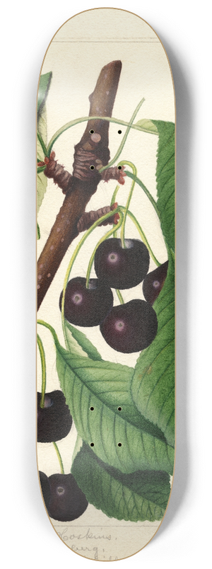 William Henry Prestele - Prunus avium: Black Republican 8.25 inch art skate deck