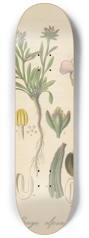 William Jackson Hooker - Braya alpina 8.25 inch art skate deck