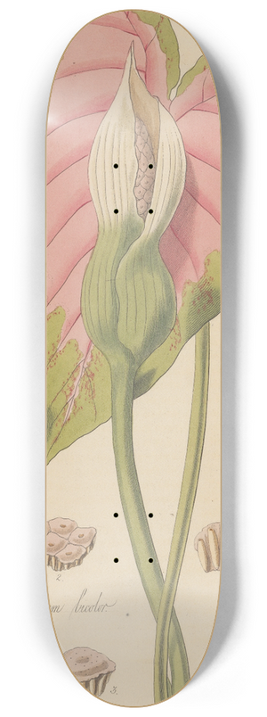 William Jackson Hooker - Caladium bicolor 8.25 inch art skate deck