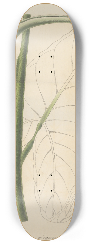 William Jackson Hooker - Caladium virginicum 8.25 inch art skate deck