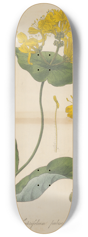 William Jackson Hooker - Caprifolium pubescens 8.25 inch art skate deck
