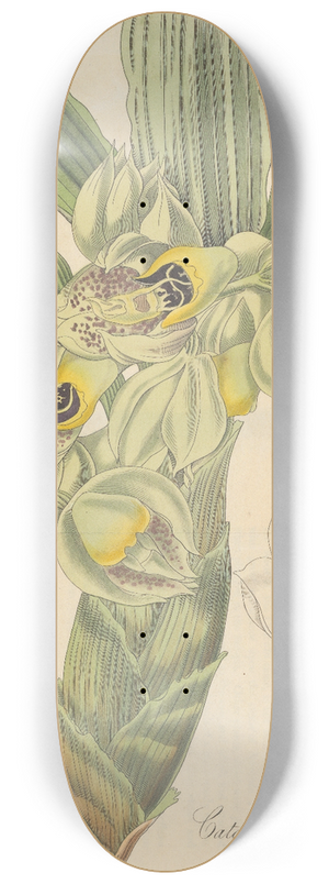 William Jackson Hooker - Catasetum Floribundum 8.25 inch art skate deck