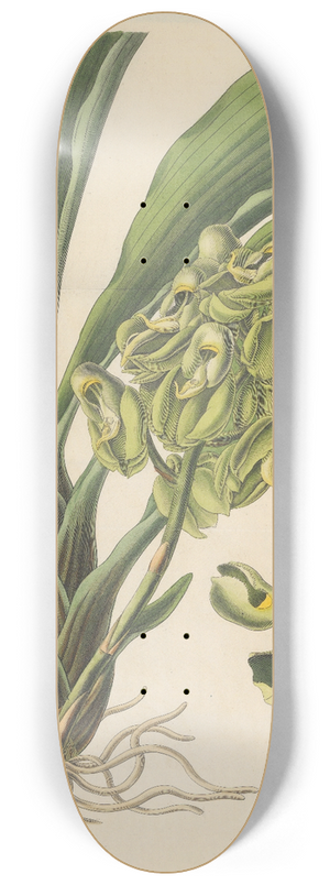 William Jackson Hooker - Catasetum semiapertum 8.25 inch art skate deck
