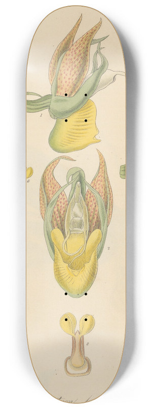 William Jackson Hooker - Catasetum tridentatum. 8.25 inch art skate deck