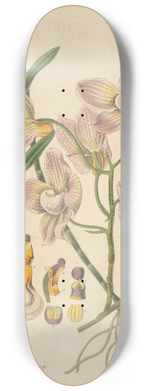 William Jackson Hooker - Dendrobium Calceolaria 8.25 inch art skate deck