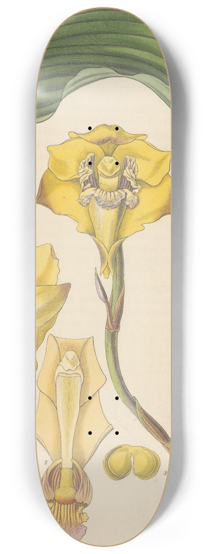 William Jackson Hooker - Dendrobium Harrisoniae 8.25 inch art skate deck