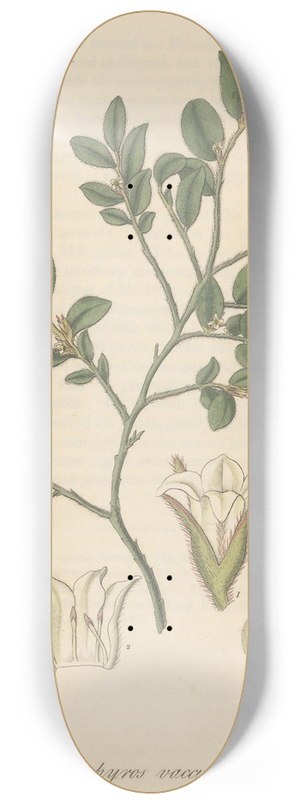 William Jackson Hooker - Diospyros vaccinioides 8.25 inch art skate deck