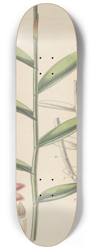 William Jackson Hooker - Epidendrum ellipticum 8.25 inch art skate deck