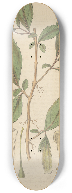 William Jackson Hooker - Fieldia australis 8.25 inch art skate deck