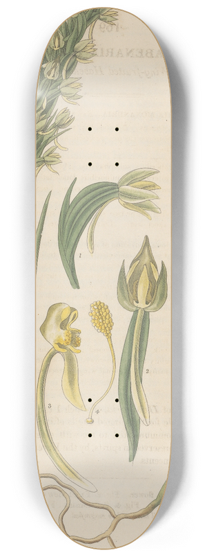 William Jackson Hooker - Habenaria alata 8.25 inch art skate deck