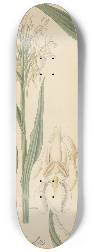 William Jackson Hooker - Habenaria blephariglottis 8.25 inch art skate deck
