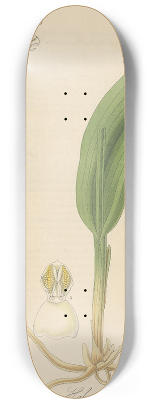 William Jackson Hooker - Habenaria tridentata 8.25 inch art skate deck