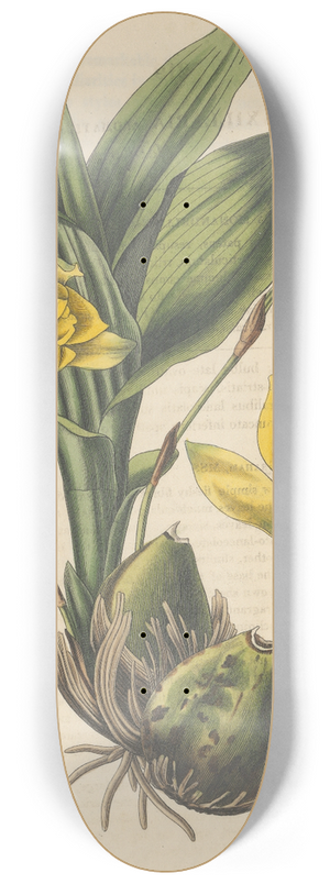 William Jackson Hooker - Maxillaria aromatica 8.25 inch art skate deck