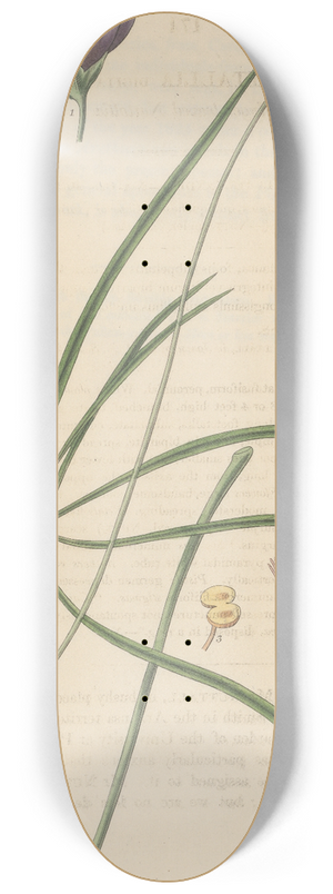 William Jackson Hooker - Nuttallia digitata 8.25 inch art skate deck