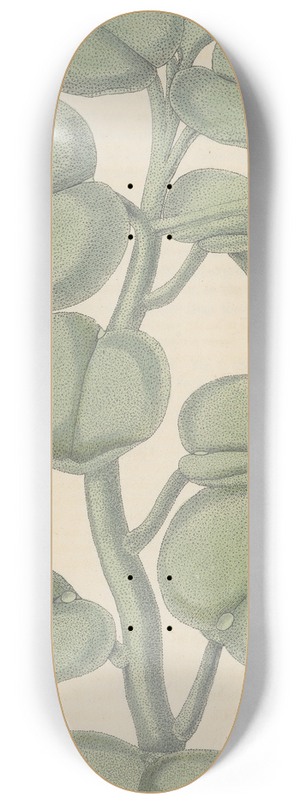 William Jackson Hooker - Peperomia incana 8.25 inch art skate deck