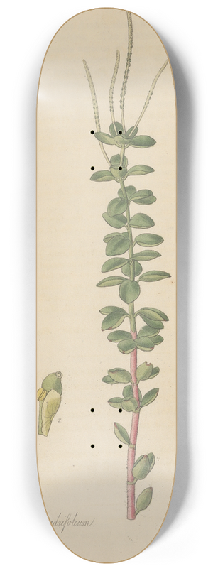 William Jackson Hooker - Peperomia quadrifolium 8.25 inch art skate deck