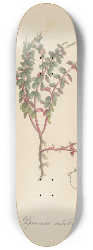 William Jackson Hooker - Peperomia rubella 8.25 inch art skate deck