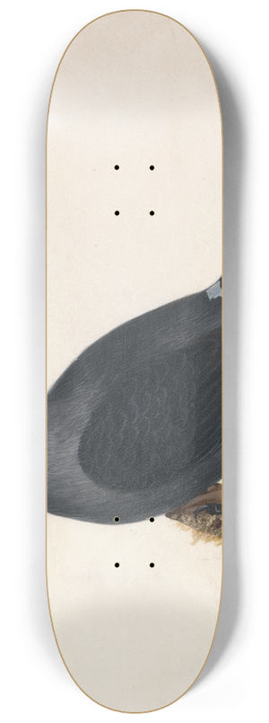 William Lewin - Jackdaw 8.25 inch art skate deck