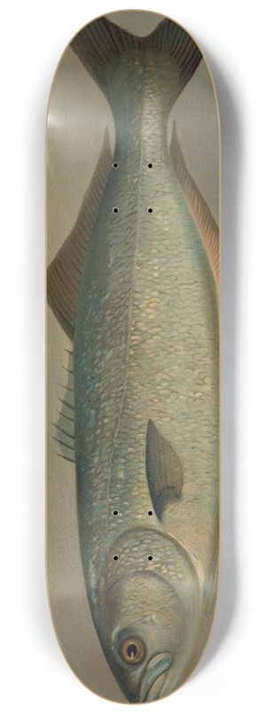 John L. Petrie - The Bluefish, Pomatomus saltatrix. 8.25 inch art skate deck