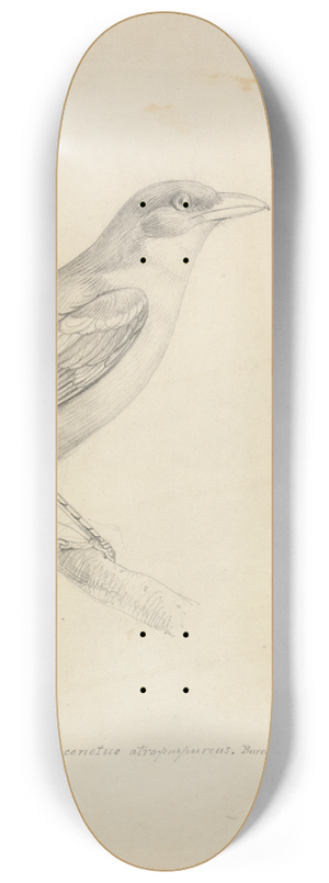 William Swainson - A Bird 8.25 inch art skate deck