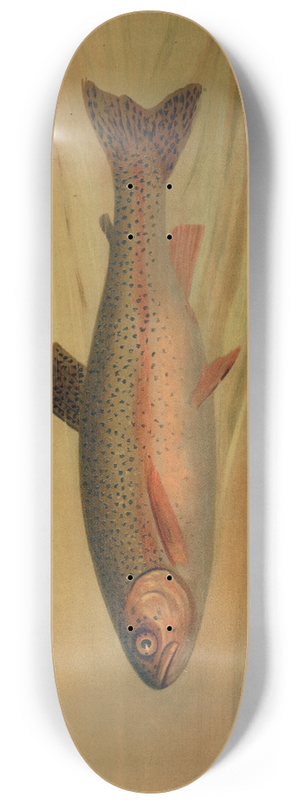John L. Petrie - The Rainbow Trout, Salmo irideus. 8.25 inch art skate deck