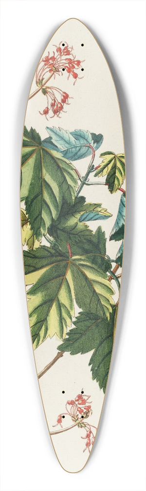 Georg Dionysius Ehret - Acer 39.3 inch art pintail longboard deck